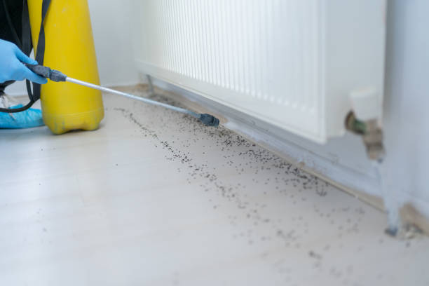 Best Pest Prevention Services  in Minor, AL